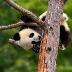 Panda cub leaning on a branch, with a curious face and paws gripping it, in Wolong Reserve.