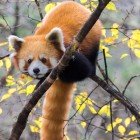 Red panda perched on a tree among yellow leaves in Wolong Reserve, surrounded by the autumn colors of its natural habitat.