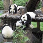 Panda cubs climbing and rolling together, capturing the vitality of Wolong Reserve, immersed in the green habitat of the Chengdu reserve.