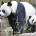 Mother and baby panda in Wolong Reserve, Chengdu, among the forests and protected habitats of Sichuan.
