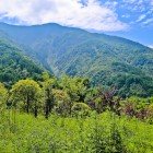 Flora of Wolong Nature Reserve, rich in native species amid mountain forests and rare plants of Sichuan.