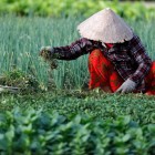 The farmers of Tra Que work the land with ancient techniques, amid lush gardens and traditions that tell the authentic life of Hoi An.