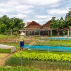 In Tra Que village, Hoi An, farmers grow vegetables using traditional methods, among green fields and authentic glimpses of rural Vietnam.
