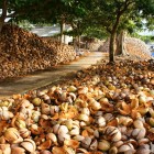 In the Mekong Delta, coconut harvesting in Ben Tre marks the start of artisanal processing, among villages, rivers, and lush nature.