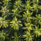 Between rivers and villages, coconut groves create a green and evocative landscape, at the heart of the agricultural culture of the Mekong Delta.