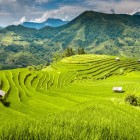 The terraced rice fields of Hoang Su Phi district, near Mai Châu, create a green mosaic on the hills, symbolizing the agricultural mastery of the local communities.