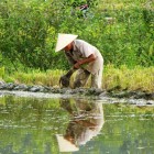 A man plants rice in the Mai Châu valley, among green paddies and surrounding mountains, immersed in Vietnam’s agricultural tradition.