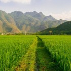 The rice fields of Mai Châu stretch endlessly among the mountains, creating a lush green landscape and symbol of Vietnamese rural life.