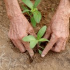 Farming in Tra Que combines tradition and nature: gardens, aromatic herbs, and vegetables grow through skilled hands amid Vietnam’s rural scenery.