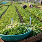 Tra Que, near Hoi An, cultivates aromatic herbs and traditional vegetables using ancient methods and natural fertilizers, amid green fields and rural landscapes.