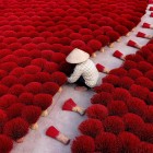 Making red incense in Thuy Xuan: hand-shaped sticks amid aromatic scents and traditional Vietnamese craftsmanship.