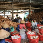 From fruit to craft production, coconut processing in the Mekong Delta reflects centuries-old traditions and rural Vietnamese life.