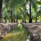 In Ben Tre, coconut palms dominate the river landscape, symbolizing local crops and the agricultural culture of southern Vietnam.