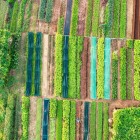 The fields of Tra Que showcase lush gardens worked with skill, where Vietnamese agricultural tradition meets the care and expertise of the farmers.