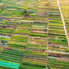 Tra Que enchants with green fields and artisanal crops, where locals grow herbs and vegetables following techniques passed down through generations.