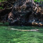Spotting a crocodile in the green waters of the Sumidero Canyon as the boat glides between the towering cliffs is a unique thrill, immersed in the wild nature of Chiapas.