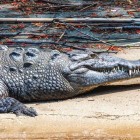 An impressive crocodile from the Sumidero Canyon rests on the riverbank, showcasing its armored skin and sharp teeth. A powerful symbol of Chiapas’ wild nature.