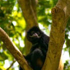 While cruising through Sumidero Canyon, a monkey appears among the jungle branches. A surprising wildlife encounter that enriches the journey through Chiapas’ wild nature.