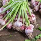 Bundles of fresh garlic at Yasil Bazar in Baku showcase genuine local products, symbol of Azerbaijani culinary tradition and market freshness.