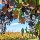 Ripe Saperavi grapes glowing in the sun in a Kakheti vineyard, Georgia, just before harvest: rich, fragrant clusters symbol of the country’s ancient wine tradition.