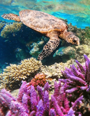 Classic Egypt Tour and Sea
