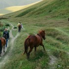 Free-grazing horses in the scenic Juta Valley, among green highland meadows and unspoiled landscapes that reveal the authentic soul of the Georgian Caucasus.