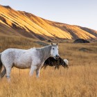 Wild horses grazing freely in the Juta Valley, among golden meadows and majestic mountains creating one of the most authentic landscapes of the Georgian Caucasus.