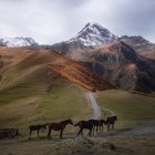 Horses grazing along the road from Stepantsminda to Truso Valley, amid the open landscapes marking the start of the trek.