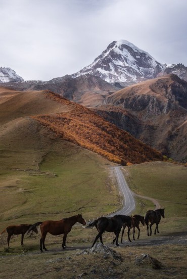 Horses grazing along the road from Stepantsminda to Truso Valley, amid the open landscapes marking the start of the trek.