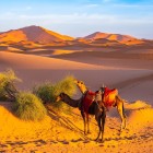 At dawn, camels graze slowly among the golden dunes of the Erg Chebbi Sahara Desert near Merzouga, creating an authentic and evocative scene in southern Morocco.