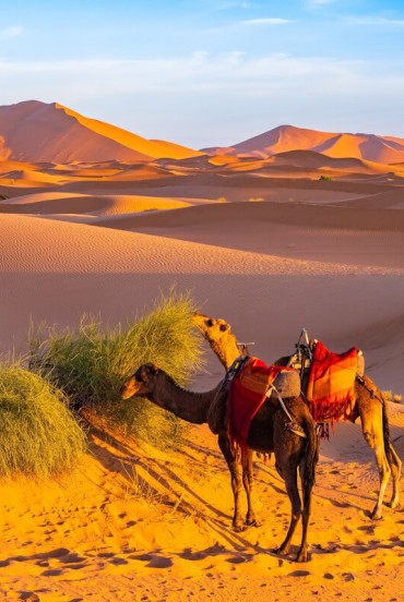 At dawn, camels graze slowly among the golden dunes of the Erg Chebbi Sahara Desert near Merzouga, creating an authentic and evocative scene in southern Morocco.