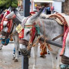Mijas' traditional donkey taxis are one of the village's most iconic symbols, a historic custom that accompanies visitors through the streets of the Costa del Sol.
