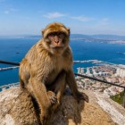 Gibraltar's famous Barbary macaques roam freely across the Rock and are among its most iconic symbols, overlooking the Strait between Europe and Africa.