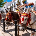 Lined up along one of Mijas' picturesque streets, the donkey taxis reflect a tradition that made the village famous, surrounded by whitewashed houses and colorful flowers.