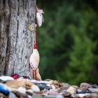 Close-up of the stones left by pilgrims at the foot of the Cruz de Ferro, an ancient gesture of faith and renewal that makes this one of the Camino de Santiago's greatest symbols.