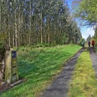 A peaceful trail through the forests of Galicia guides pilgrims along the Camino de Santiago, surrounded by meadows, eucalyptus trees and unspoiled nature.