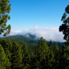 Along the southern slopes of Mount Teide, the Vilaflor pine forest stretches across the Corona Forestal, while soft clouds drift over hills covered with Canary Island pines.