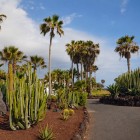 Palms, columnar cacti and agaves line a path among volcanic rocks and reddish soil, revealing the bright, arid subtropical landscape of southern Tenerife.