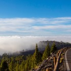 Along the scenic Mount Teide road, the Canary Island pine forest rises above a striking sea of clouds, accompanying the journey through Tenerife’s high-altitude landscapes.