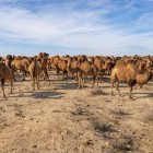 In the heart of the Kyzylkum, a herd of Bactrian camels breaks the desert silence, offering an authentic encounter with Uzbek nomadic life.