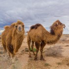 In the Kyzylkum Desert, Bactrian camels graze freely across the steppes: two humps and a thick coat evoke the ancient nomadic life of Central Asia.