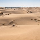 The Kyzylkum dunes unfold in gentle waves shaped by the wind and dotted with sparse shrubs, offering travellers a silent and remote landscape.