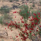 In the Kyzylkum Desert, a Calligonum shrub covered with red fruits rises from the sand, an example of the remarkable flora adapted to an extreme environment.
