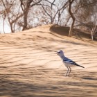 A young Turkestan ground jay crosses the Kyzylkum dunes, an iconic species of Central Asia’s vast deserts.