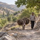 Walking through Ukhum along unpaved paths between stone houses and walls, travelers discover the village’s simple architecture at the foot of the Nuratau Mountains.