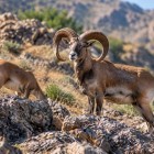 Entering the protected area, keep an eye on the rocky slopes for the rare wild sheep of the Nuratau, one of the most characteristic species of this region.