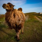 Near Lake Aydarkul, a Bactrian camel walks through the desert vegetation, with yurts in the background: an authentic encounter with Uzbek nomadic life.