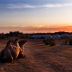 At sunset, a Bactrian camel rests before the Aydarkul yurt camp: a peaceful scene reflecting nomadic life in the Uzbek desert.