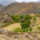 In the Nuratau Mountains, springs and natural water outcrops create surprising green patches, where trees and shrubs grow amid the arid landscape.