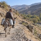 Along Ukhum’s rocky paths, a local transports milk churns on donkeyback: an everyday scene reflecting rural life in the Nuratau Mountains.